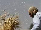 Sklize� p�enice nedaleko palestinského Nábulusu na Západním b�ehu Jordánu. 