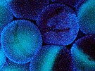 Abyste uspěli ve fotografické soutěži Wellcome Image Awards, musíte mít, kromě... Abyste uspěli ve fotografické soutěži Wellcome Image Awards, musíte mít, kromě...