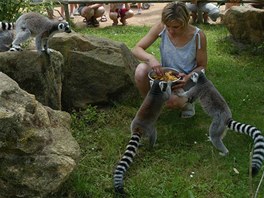 ZOO - krmení lemurů ZOO - krmení lemurů