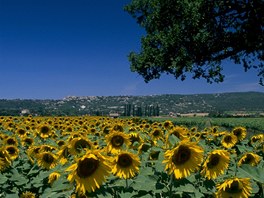 Provence, slune�nicov� pole u Gordes