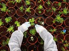 Pracovník na marihuanové plantá�i se sklání k jedné z rostlinek. Práv� zde, na...