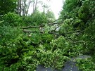 V Libereckém kraji lámal silný vítr stromy. Hasiči museli zprůjezdnit několik V Libereckém kraji lámal silný vítr stromy. Hasiči museli zprůjezdnit několik