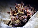 Sádrovcové jeskyn� v Ternopilské oblasti na Ukrajin�