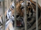 Nový tygr ussurijský dorazil do zlínské zoo. Nový tygr ussurijský dorazil do zlínské zoo.