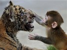 KAMARÁDI. Mlád� makaka si hraje s malým tygrem v zoologické zahrad� ve m�st�...