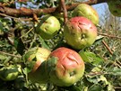 Sobotn� odpoledn� bou�e s krupobit�m vpodstat� zlikvidovala �rodu v sadech a na