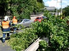 Na pr�tahu Karlov�mi Vary spadl na kamion vzrostl� strom. �idi� vyv�zl bez