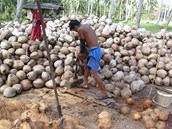 20. ledna 2012, koh Samui, Thajsko. Loupa� kokosov�ch o�ech�. Kokosov� o�echy