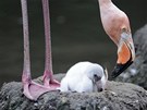 PTA�Í N�HA. Samice plame�áka v newyorské ZOO hý�ká své mlád�.