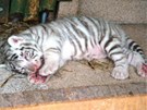 Jedno z ml��at b�l�ho tygra, je� se narodila v libereck� zoologick� zahrad�.