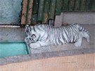 Ml�d� b�l�ho tygra na z�b�rech kamery libereck� zoo.