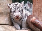První fotky mláďat bílých tygrů v liberecké zoo. První fotky mláďat bílých tygrů v liberecké zoo.