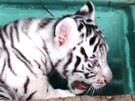 První fotky mláďat bílých tygrů v liberecké zoo. První fotky mláďat bílých tygrů v liberecké zoo.