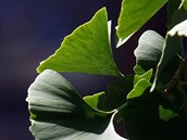 Gingko biloba.