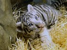 T�i ko�ata b�l�ch tygr� z libereck� zoo �ekala v osm�m t�dnu nezbytn�