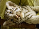 T�i ko�ata b�l�ch tygr� z libereck� zoo �ekala v osm�m t�dnu nezbytn�