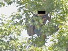 Zmaten� cizinka ze st�echy sko�ila do koruny strom�, kde vy�plhala na jeho