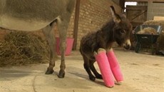 Oslí slečna se učí chodit se sádrami na předních nohou Oslí slečna se učí chodit se sádrami na předních nohou