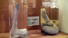 Muzeum penisů Muzeum penisů