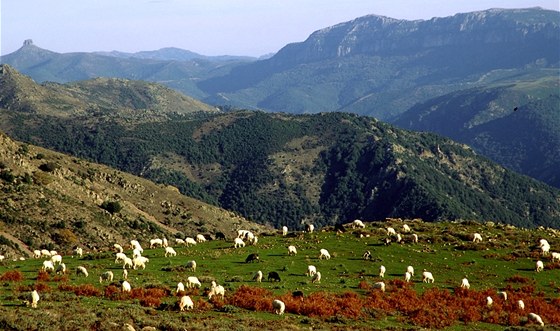 Ovčí populace Sardinie pětkrát převyšuje tu lidskou. Ovčí populace Sardinie pětkrát převyšuje tu lidskou.
