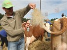 Na sout� je t�eba ka�dou finalistku pe�liv� p�ipravit. Ohon mus� b�t po��dn�