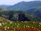 Ovčí populace Sardinie pětkrát převyšuje tu lidskou. Ovčí populace Sardinie pětkrát převyšuje tu lidskou.