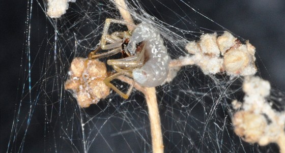 Larva se živí pavoukovým tělem, postupně ho vysává a zároveň ho nutí tkát Larva se živí pavoukovým tělem, postupně ho vysává a zároveň ho nutí tkát