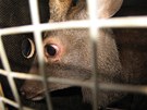 Zvířata z dodávky, která havarovala u Kunžaku na Jindřichohradecku. Zvířata z dodávky, která havarovala u Kunžaku na Jindřichohradecku.