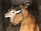 Zvířata z dodávky, která havarovala u Kunžaku na Jindřichohradecku. Zvířata z dodávky, která havarovala u Kunžaku na Jindřichohradecku.