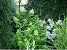 Hortenzie latnat� a floxy kvetouc� na pozad� zdi porostl� b�e�anem