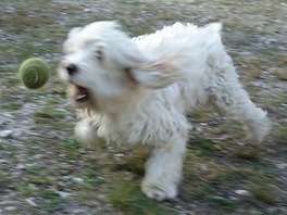 Sony RX-100: pohyb
