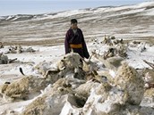 Dobytek je ústředním bodem života mongolských pastevců. Když o něj přijdou, Dobytek je ústředním bodem života mongolských pastevců. Když o něj přijdou,