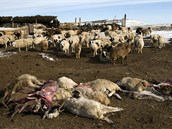Pastevci uhynulá zvířata mohli pohřít až na jaře, když půda rozmrzla, Pastevci uhynulá zvířata mohli pohřít až na jaře, když půda rozmrzla,