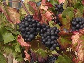 Beaujolais Nouveau bude letos málo