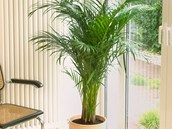 Areková palma (Chrysalidocarpus lutescens) také dokáže pohlcovat formaldehyd.