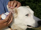 Aplikace čisticích ušních kapek je jednoduchá a psi, ani jejich majitelé, s ní