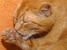 Kočky čištění uší většinou zvládají bez problémů samy. Pokud tedy mají čistý