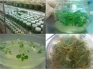Pohled na předpěstovávání sazenic paulovnií CFI "in vitro" Pohled na předpěstovávání sazenic paulovnií CFI "in vitro"