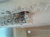 Štěnice postelová (domácí) je stále rozšířenější Štěnice postelová (domácí) je stále rozšířenější