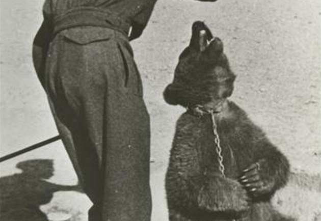 Wojtek měl se svou jednotkou na starosti zásobování, přenášel munici. Wojtek měl se svou jednotkou na starosti zásobování, přenášel munici.