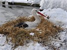Po rychlé vým�n� podestýlky si samice u� lebedila.