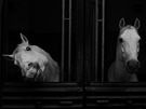 ISO 160 nastaveno automatikou, �as 1/160, clona 5,0 - filtr Black and White