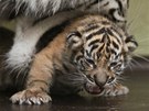 V jihlavské zoologické zahradě se po dlouhých dvaceti letech narodilo mládě... V jihlavské zoologické zahradě se po dlouhých dvaceti letech narodilo mládě...