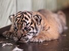 Tygří mládě zatím nemá jméno. Zoo už má sponzory a bude shánět kmotra.... Tygří mládě zatím nemá jméno. Zoo už má sponzory a bude shánět kmotra....