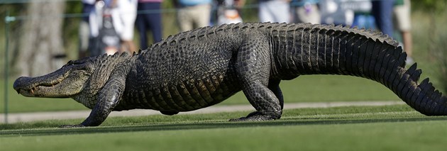 NEČEKANÝ DIVÁK. Golfový turnaj v New Orleans narušil třínohý aligátor. NEČEKANÝ DIVÁK. Golfový turnaj v New Orleans narušil třínohý aligátor.