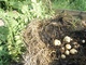 Sklize� brambor, kter� vyrostly v o�echov�m list� zamul�ovan�m sl�mou. 