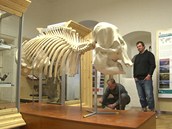 Složená kostra slona na hradě v Malenovicích Složená kostra slona na hradě v Malenovicích