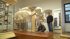 Složená kostra slona na hradě v Malenovicích Složená kostra slona na hradě v Malenovicích