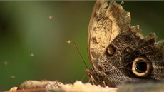 Úchvatný svět motýlů zblízka Úchvatný svět motýlů zblízka