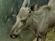 Dv� losice zat�m bydl� v mal�m v�b�hu, aby si zvykly na nov� prost�ed�.